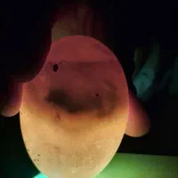 تخم نطفه دار قو غاز اکرانی چشم ابی و افریقای