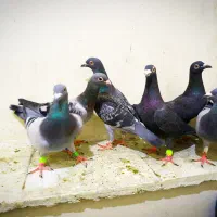 کفتر