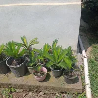 سیکاس