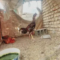 خروس لاری اصلا