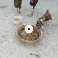 مرغ و خروس محلی
