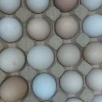 تخم‌ مرغ محلی ارگانیک تو باغ نگهداری میشن