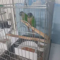 یک جفت طوطی گیرینچیک
