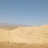 کاه گندم دیم