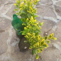شمشاد طلایی ۳۰۰ عدد