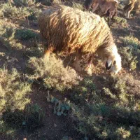 میش|لوازم جانبی حیوانات|الیگودرز, |دیوار