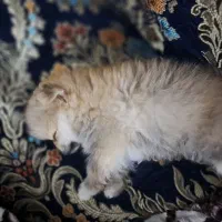 سگ پامر ۴ ماهه
