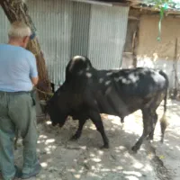 ورزا