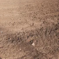 دو عدد میش و بره