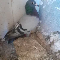 کفتر آلمانی
