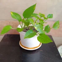 پتوس|گل و گیاه طبیعی|قم, قلعه کامکار|دیوار