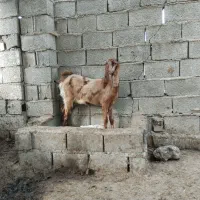 بزغاله ماده جنس پاکستانی