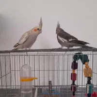 عروس هلندی نر و ماده