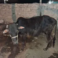 گاو نر مخصوص عروسی
