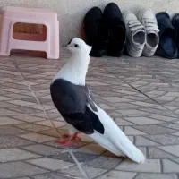 کبوتر خوشونه