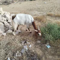 بزهیکلی