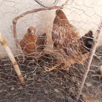 جوجه ۵ ماهه سالم و زرنگ