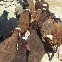 بره نره وماده قیمت مفت باب پروار