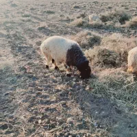 گوسغند
