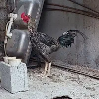 خروس لاری