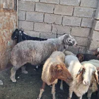 یک عدد قوچ گوسفند