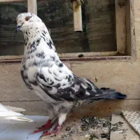کبوتر . جفت. کفتر پرشی