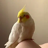 عروس هلندی گمشده در شهرک گلستان