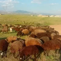 میش بز بزغاله شیشک