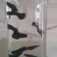 ماهی گوپی بلک وسنگاپوری