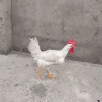 خروس امسال