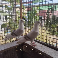 دوکت