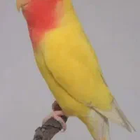 طوطی برزیلی ماده مست
