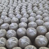 تفاله چغندر