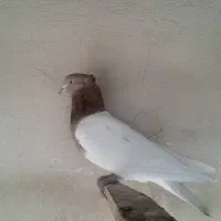 کفتر|پرنده|باقرشهر, |دیوار