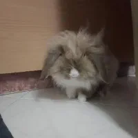 خرگوش