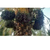 خرما حراج تازه چین
