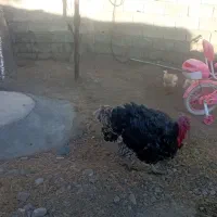 یک عدد بوقلمون نر