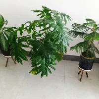 گل گیاه|گل و گیاه طبیعی|شاهرود, |دیوار