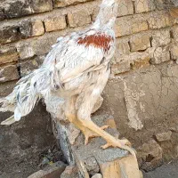 خرروس طوسی
