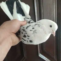 کفتر پرشی به شرط