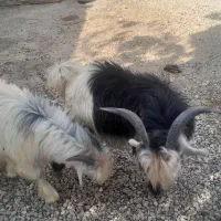 بیگ نره ۳تامال داشت