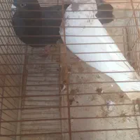 کبوتر یا کفتر