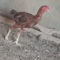 مرغ خروس لاری ۵عدد