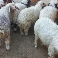 گوسفند بره نر