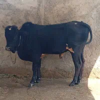 دوتا ورزا کوله آس شیر مست
