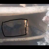 کبوتر پلاکی نر تار شده هر عزیزی گرفته اطلاع بده