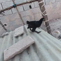 جوجه سیاه ومرندی