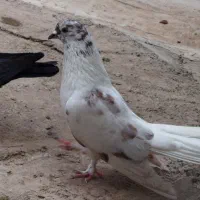 کفتر