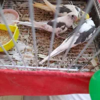 جوجه عروس هلندی