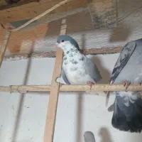 کبوتر رنگه بوم